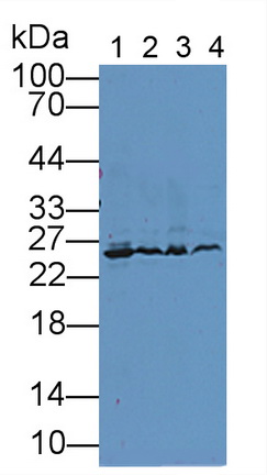 Peroxiredoxin 6 (PRDX6) Rat Polyclonal Antibody