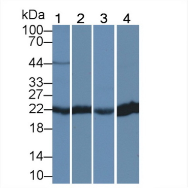Peroxiredoxin 2 (PRDX2) Human Polyclonal Antibody