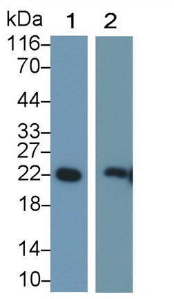 Peroxiredoxin 2 (PRDX2) Rat Polyclonal Antibody