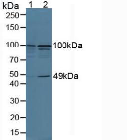 Tumor Necrosis Factor Alpha Induced Protein 3 Interacting Protein 2 (TNIP2) Mouse Polyclonal Antibody