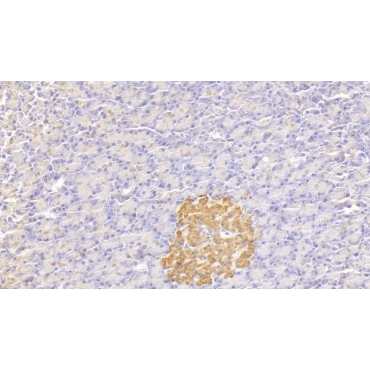 Secretogranin II (SCG2) Human Polyclonal Antibody