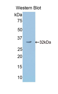 Secretogranin II (SCG2) Mouse Polyclonal Antibody