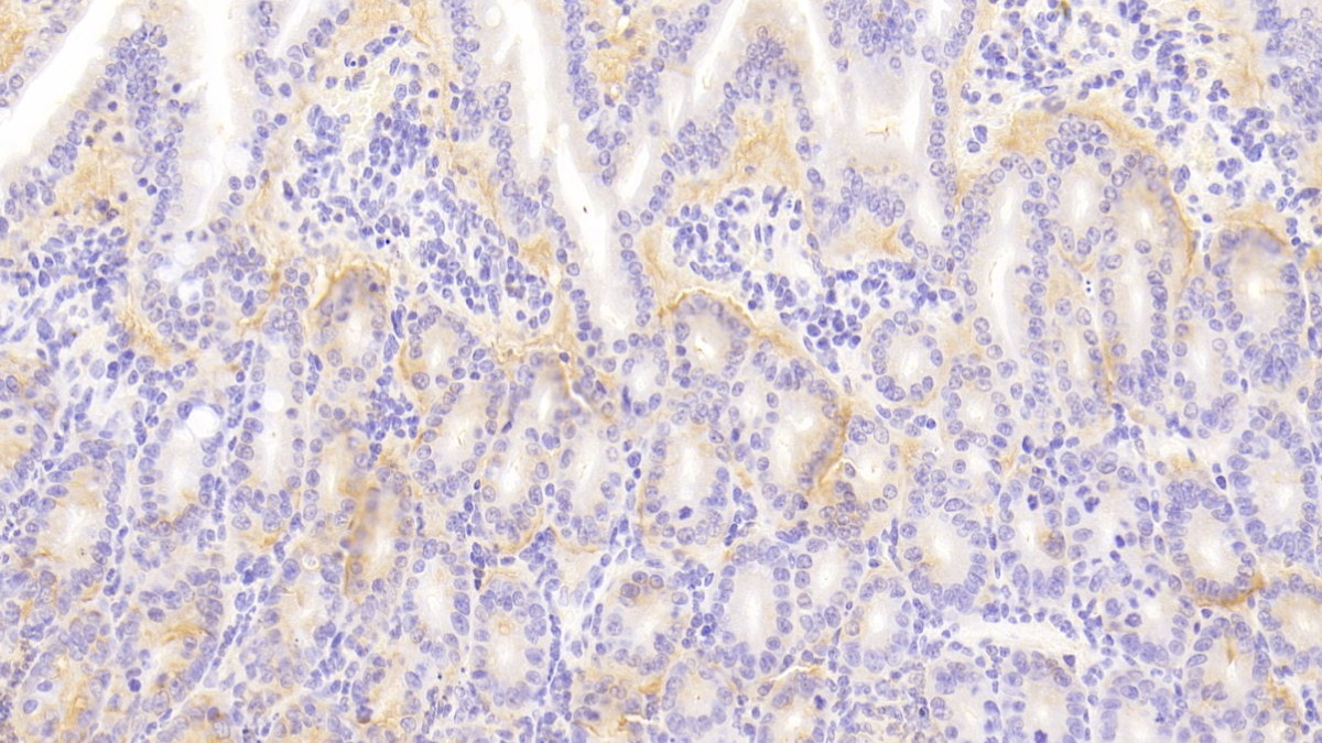 Secretogranin II (SCG2) Mouse Polyclonal Antibody