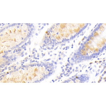 Secretogranin III (SCG3) Human Polyclonal Antibody