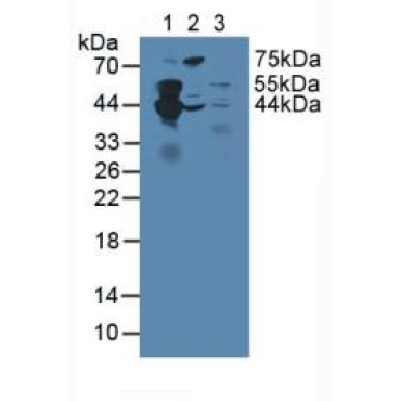 Septin 5 (SEPT5) Human Polyclonal Antibody