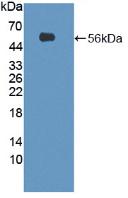 Sestrin 1 (SESN1) Mouse Polyclonal Antibody