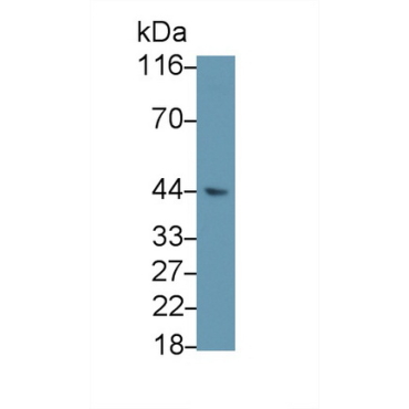 Secreted Frizzled Related Protein 4 (SFRP4) Human Polyclonal Antibody