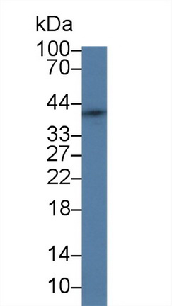 Secreted Frizzled Related Protein 4 (SFRP4) Rat Polyclonal Antibody