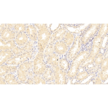 Secreted Frizzled Related Protein 1 (SFRP1) Human Polyclonal Antibody