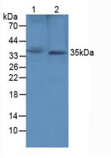 Secreted Frizzled Related Protein 1 (SFRP1) Rat Polyclonal Antibody