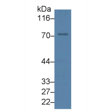 Syncoilin (SYNC) Human Polyclonal Antibody