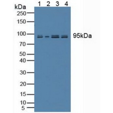 Nesprin 2 (Nesp2) Human Polyclonal Antibody