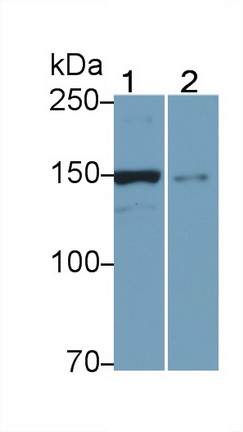 Utrophin (UTRN) Mouse Polyclonal Antibody