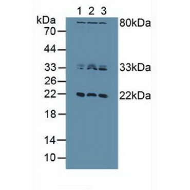 Dual Specificity Phosphatase 3 (DUSP3) Human Polyclonal Antibody