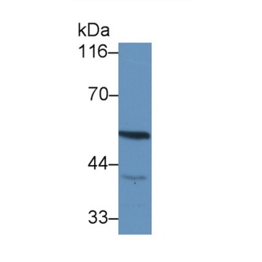 Dual Specificity Phosphatase 5 (DUSP5) Mouse Polyclonal Antibody