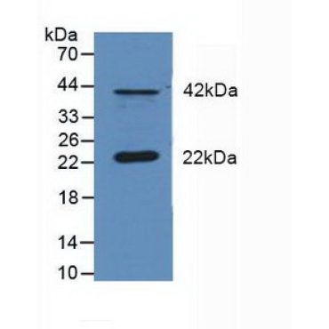 Dual Specificity Phosphatase 6 (DUSP6) Human Polyclonal Antibody