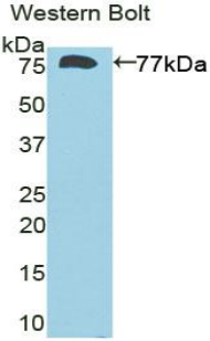 Deiodinase, Iodothyronine, Type III (DIO3) Rat Polyclonal Antibody