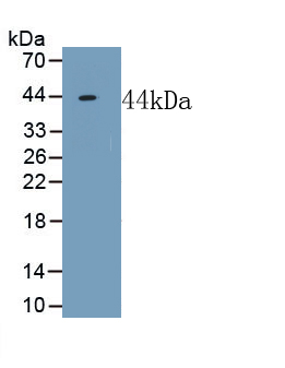 Neuropeptide FF (NPFF) Mouse Polyclonal Antibody