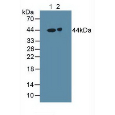 Gamma-Aminobutyric Acid A Receptor Alpha 2 (gABRa2) Human Polyclonal Antibody