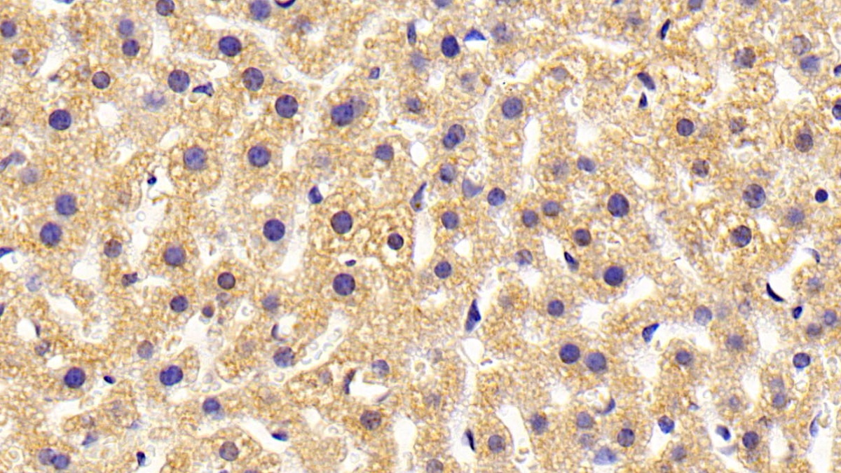 Histamine Receptor H4 (HRH4) Mouse Polyclonal Antibody