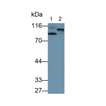 Amyloid Beta Precursor Like Protein 2 (APLP2) Human Polyclonal Antibody