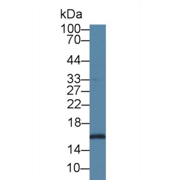Small Ubiquitin Related Modifier Protein 2 (SUMO2) Human Polyclonal Antibody