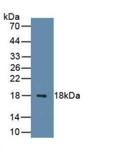 Small Ubiquitin Related Modifier Protein 1 (SUMO1) Mouse Polyclonal Antibody