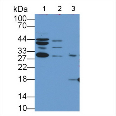 Heat Shock 40kDa Protein 3 (HSPF3) Mouse Polyclonal Antibody