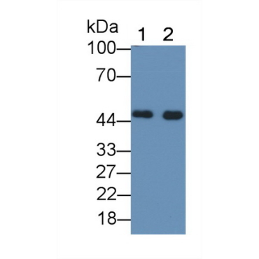 Heat Shock 40kDa Protein 4 (HSPF4) Human Polyclonal Antibody