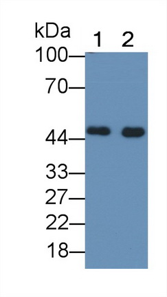 Heat Shock 40kDa Protein 4 (HSPF4) Human Polyclonal Antibody