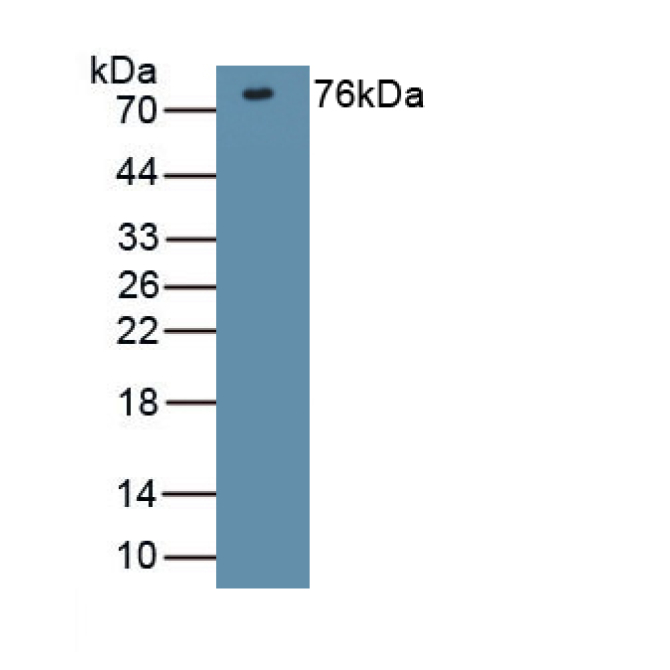 Discs, Large Homolog 4 (DLG4) Mouse Polyclonal Antibody
