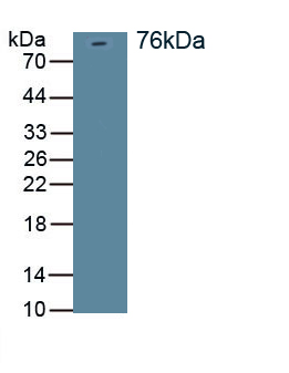 Discs, Large Homolog 4 (DLG4) Rat Polyclonal Antibody