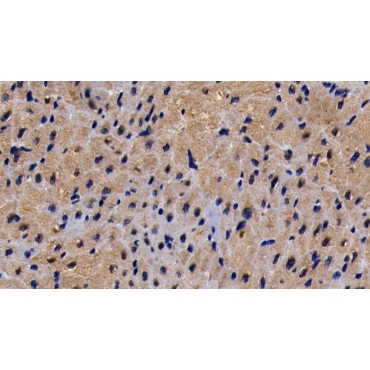 Stromal Antigen 2 (STAG2) Human Polyclonal Antibody