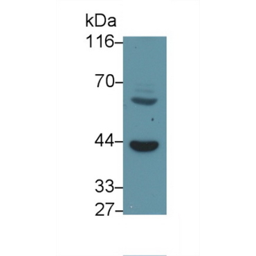 Forkhead Box Protein F1 (FOXF1) Mouse Polyclonal Antibody