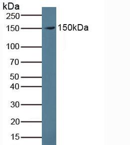 Proteoglycan 4 (PRG4) Human Polyclonal Antibody