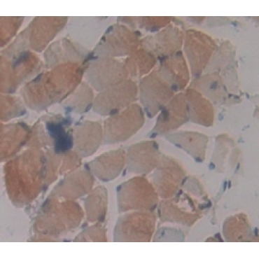 Protein Kinase, AMP Activated Gamma 3 (PRKAg3) Mouse Polyclonal Antibody