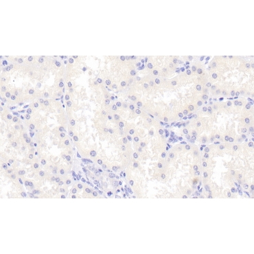 Cerebellin 1 (CBLN1) Human Polyclonal Antibody