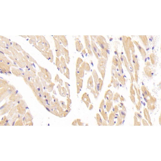 Corin (CRN) Mouse Polyclonal Antibody