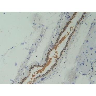 Corin (CRN) Mouse Polyclonal Antibody