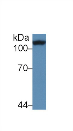 Corin (CRN) Rat Polyclonal Antibody