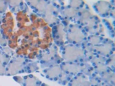 Channel Activating Protease 1 (CAP1) Rat Polyclonal Antibody