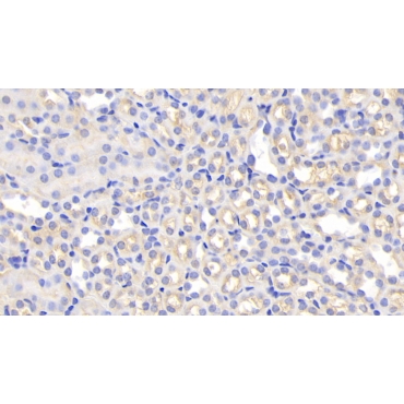 Pregnancy Zone Protein (PZP) Mouse Polyclonal Antibody