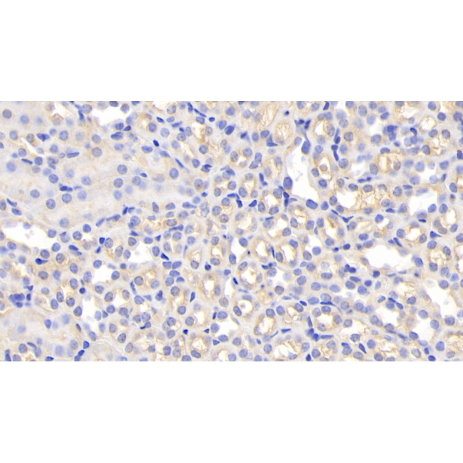 Pregnancy Zone Protein (PZP) Mouse Polyclonal Antibody