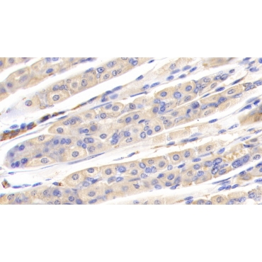 Pregnancy Zone Protein (PZP) Mouse Polyclonal Antibody