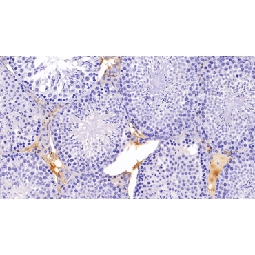 Pregnancy Zone Protein (PZP) Mouse Polyclonal Antibody