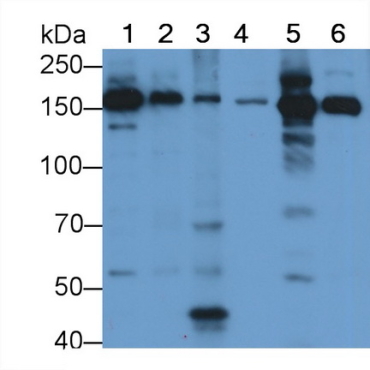 Pregnancy Zone Protein (PZP) Mouse Polyclonal Antibody