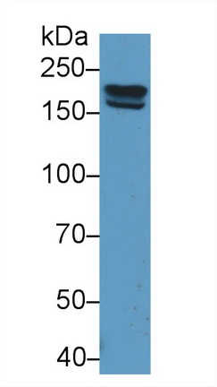 Pregnancy Zone Protein (PZP) Rat Polyclonal Antibody
