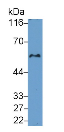 Sex Determining Region Y Box Protein 9 (SOX9) Human Polyclonal Antibody