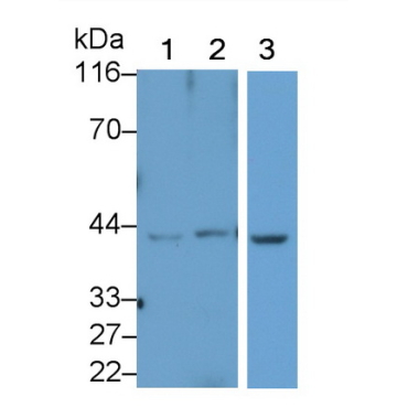 Hydroxyacid Oxidase 1 (HAO1) Mouse Polyclonal Antibody