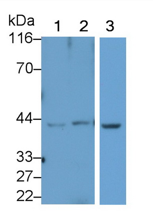 Hydroxyacid Oxidase 1 (HAO1) Mouse Polyclonal Antibody